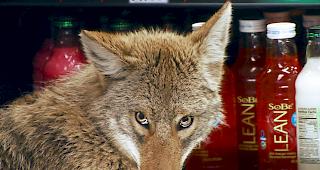 In Chicago waren die mit dem Wolf und dem Fuchs verwandten Tiere nach Berichten &ouml;rtlicher Medien zuletzt immer h&auml;ufiger zu sehen. (Archivbild)