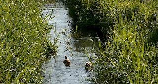 der Kanton startet eine Sensibilisierungskampagne gegen Mikroverunreinigungen. Einfache individuelle Gesten sollen Wirkung zeigen. (Symbolbild)