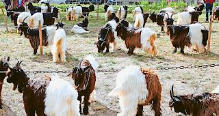 Streit. An einer ausserordentlichen DV wurden am Sonntag drei Ziegenz&uuml;chter f&uuml;r ein bis f&uuml;nf Jahre mit einem Startverbot an &uuml;berregionalen Leistungsschauen oder Bockm&auml;rkten bestraft. Foto mengis media