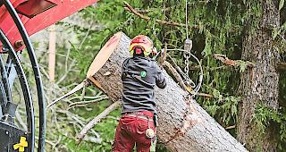 Schutzwaldpflege. Zoff um Entsch&auml;digungsh&ouml;he.
