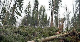 Gegenst&auml;nde k&ouml;nnten mitgerissen, Dachziegel gel&ouml;st oder B&auml;ume umgeworfen werden, warnt Meteoschweiz. (Symbolbild)
