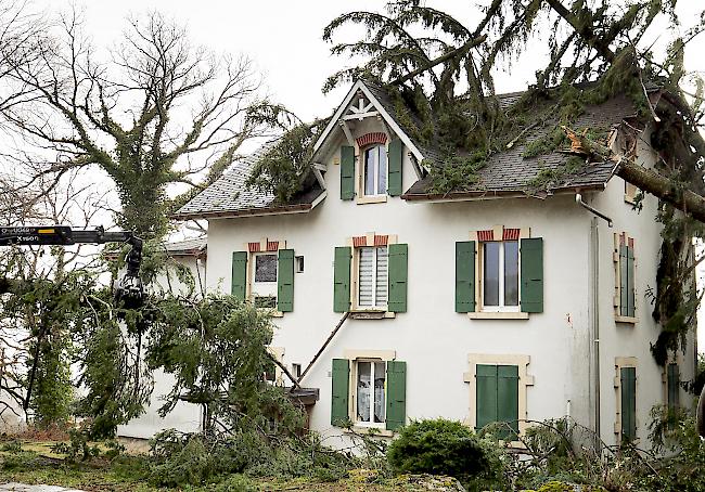 Sturmtief "Sabine" zieht durch die Schweiz: umgestürzte Bäume in Montmollin/NE.