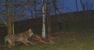 Nachdem der kranke Wolf in der vergangenen Nacht wieder zu einem Riss im Raum Bischofszell zur&uuml;ckkehrte, sei er &laquo;von seinem Leid erl&ouml;st&raquo; worden.