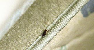 Die Bisswunden der Bettwanze jucken und k&ouml;nnen sich entz&uuml;nden. 