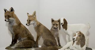 Oberwalliser Pelzfellmarkt in Mörel.