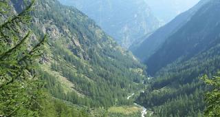 Im neuen Waldreservat im Laggintal verzichten die Eigentümer gr&ouml;sstenteils auf forstliche Eingriffe, damit sich der Wald natürlich entwickeln kann.