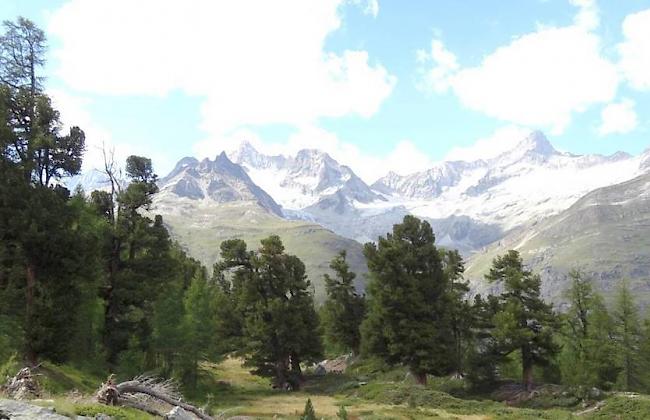 Im neuen Waldreservat von Zermatt lassen sich sowohl Pionierwälder auf Gletschervorfeldern als auch 800 bis 1000 Jahre alte Arven finden.