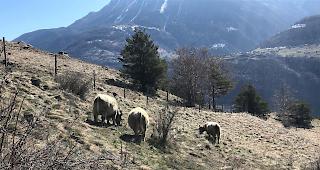 Vegetationsstruktur auflockern: Steppenbeweidung durch Geissen, weil das manuelle Abm&auml;hen zu aufwendig ist.