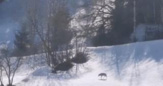 Wiler. Seit einigen Tagen h&auml;lt sich ein Wolf im L&ouml;tschental auf. Ein Passant hat ihn bei einem Streifzug bei Wiler auf Video festgehalten.