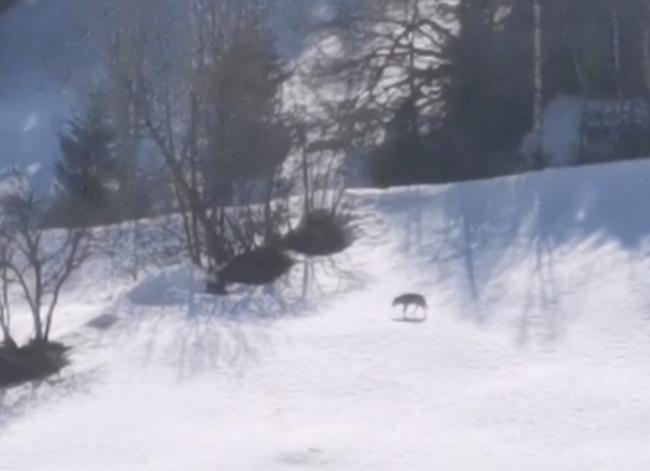 Wiler. Seit einigen Tagen hält sich ein Wolf im Lötschental auf. Ein Passant hat ihn bei einem Streifzug bei Wiler auf Video festgehalten.