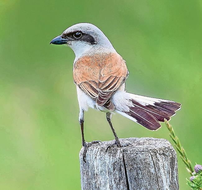 Männchen. Typisch sind die schwarze Augenbinde und der rostrote Rücken.Fotos Daniel Heldner