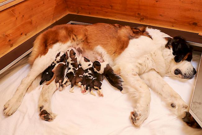 am 4. April, wurden die Langhaar-Hunde «Djanga au Moulin de Tallans» und «Alpine Dream Gregory» Eltern von drei Rüden und zwei Hündinnen.